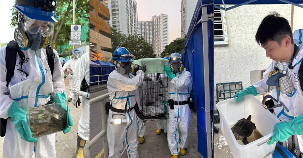 大埔五級火｜警方多個單位內成功再尋獲多隻生還動物   包括貓、多隻龜、蜥蜴和魚