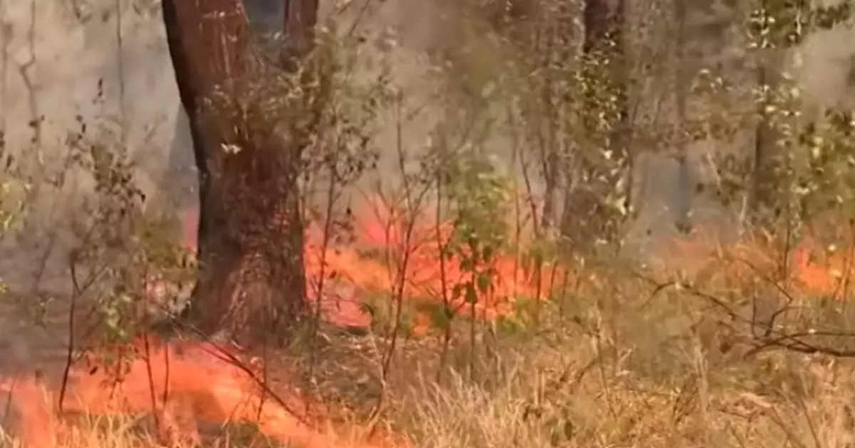 澳洲新南威爾士州兩處山火緊急警告 當地消防呼籲民眾疏散