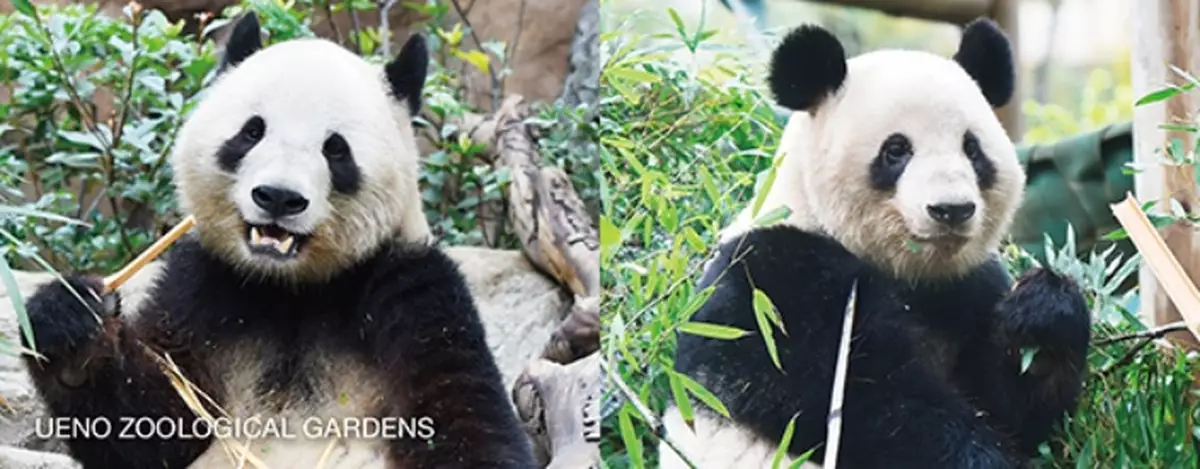 東京上野動物園龍鳳胎大熊貓據報2026年1月歸還中國 日本國內將沒有大熊貓