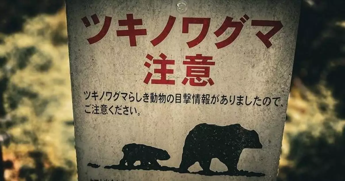 日媒：今年4至10月捕殺9765隻熊 創歷史新高