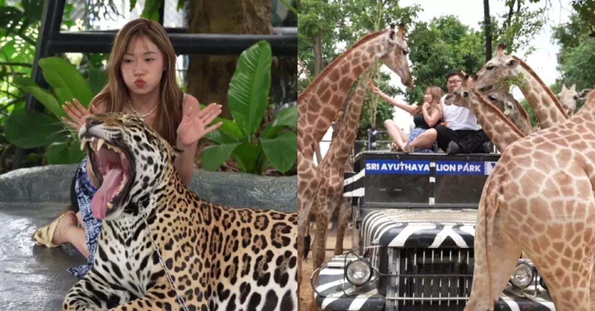 冲遊泰國11｜「波波」黃婧靈搵命搏花豹合照 長頸鹿群圍咬「以為我係紅蘿蔔」