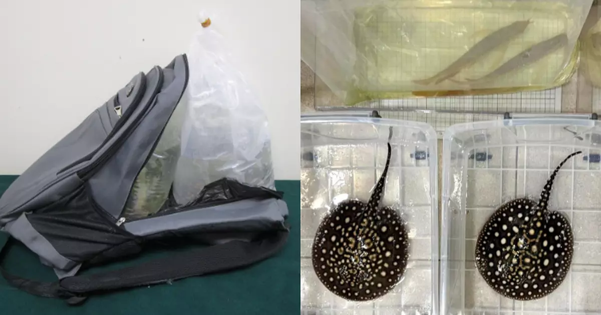 海關檢值5.2萬元懷疑受管制屬瀕危龍吐珠及江魟