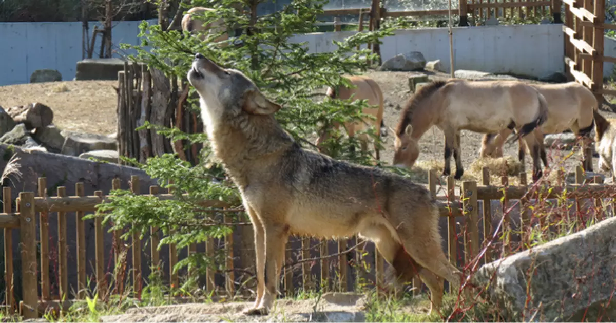 東京多摩動物園一隻狼曾逃出飼養區 其後在園內被捕獲無人受傷