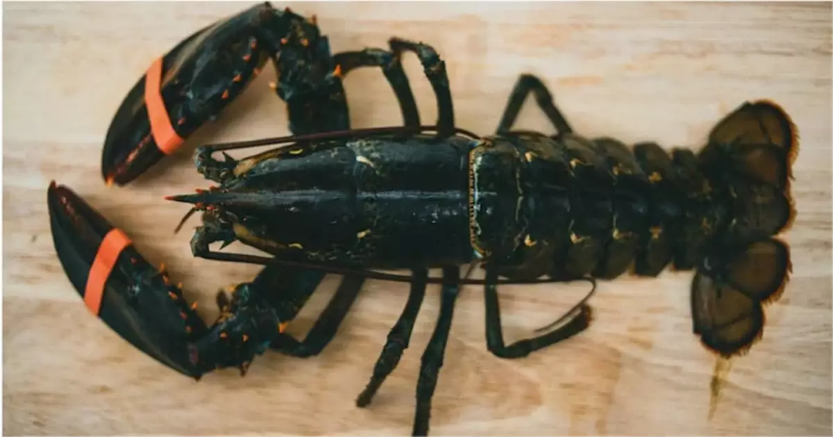 美國40萬美元活龍蝦半路消失　送往Costco途中被劫　FBI介入追查