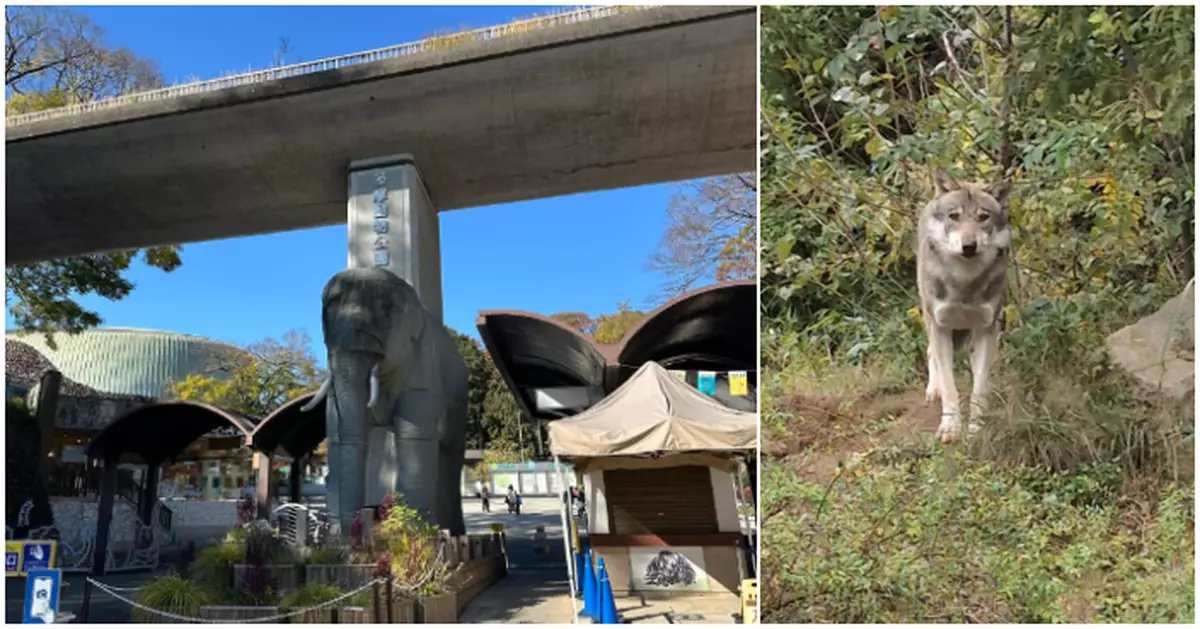 日本多摩動物園有狼逃出飼養區　數小時後被捕獲無人傷