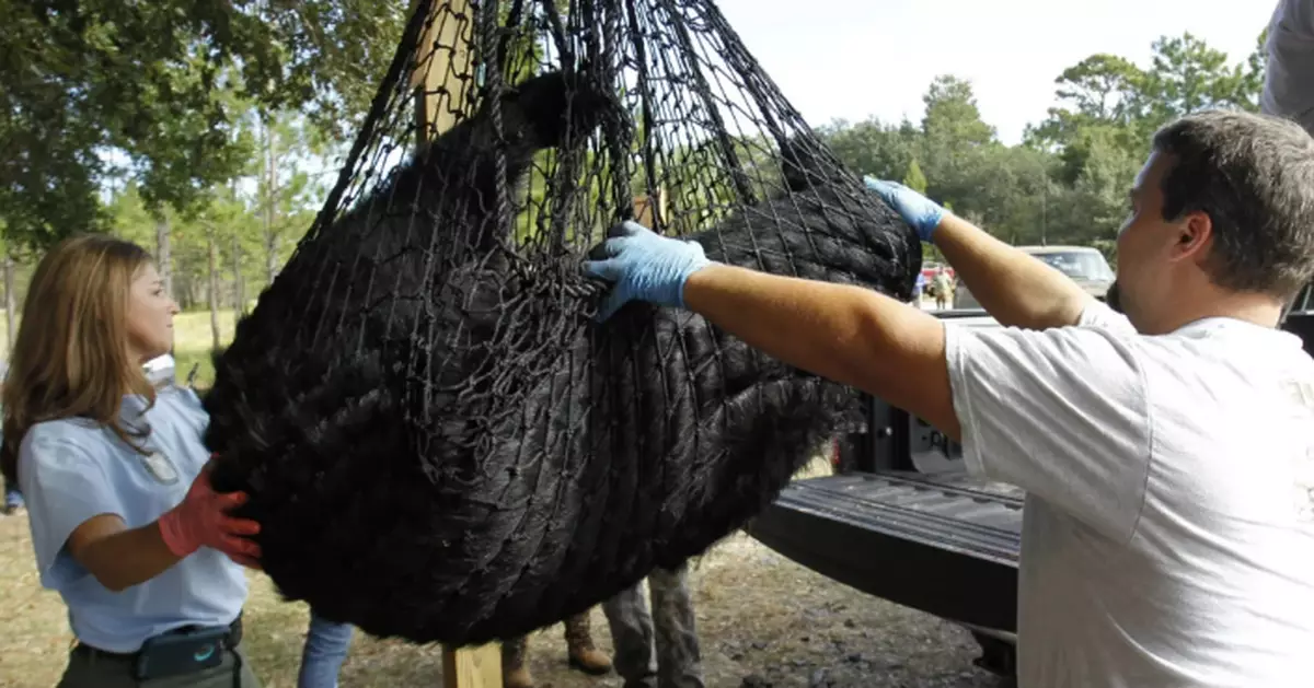 數據有鬼？ 佛州黑熊狩獵10年首開跑 僅52頭被殺遭質疑黑箱