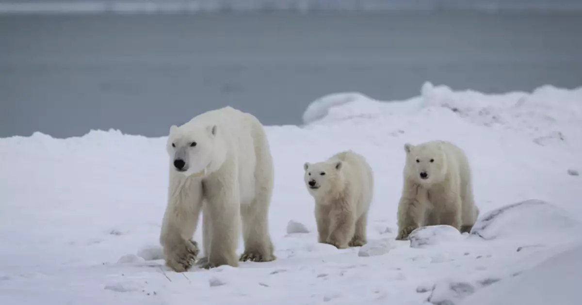 跨血緣母愛！北極熊罕見收養非親生幼熊 45年僅13宗個案