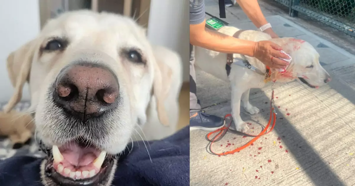 導盲犬九龍城遭柴犬襲擊 耳仔肉被咬甩爆血需縫針 白柴主人竟不顧而去