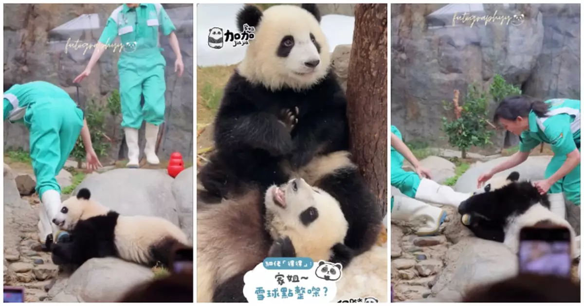 「家姐細佬」玩雪過聖誕 護理員阿咩化身熊貓專屬攣毛聖誕老人