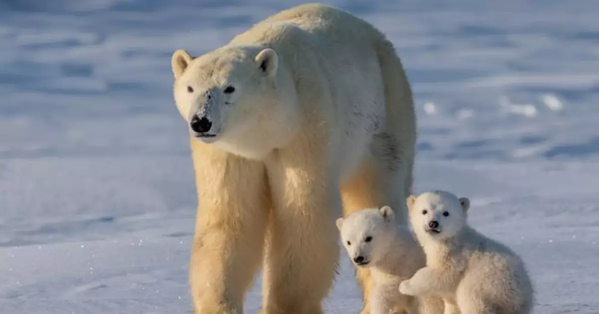 北極創125年最熱！科學家驚揭北極熊基因突變 暖化衝擊已達生物層級