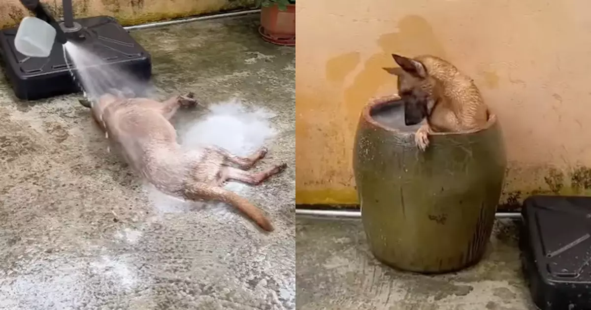 飼主將狗當車洗出動噴槍掃把 牠還主動配合浸浴 網民：更清潔衛生了