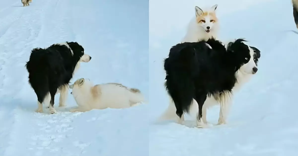 遛狗時白狐狸忽然搭順風車 邊牧全程忍耐配合 網笑：狐朋狗友！