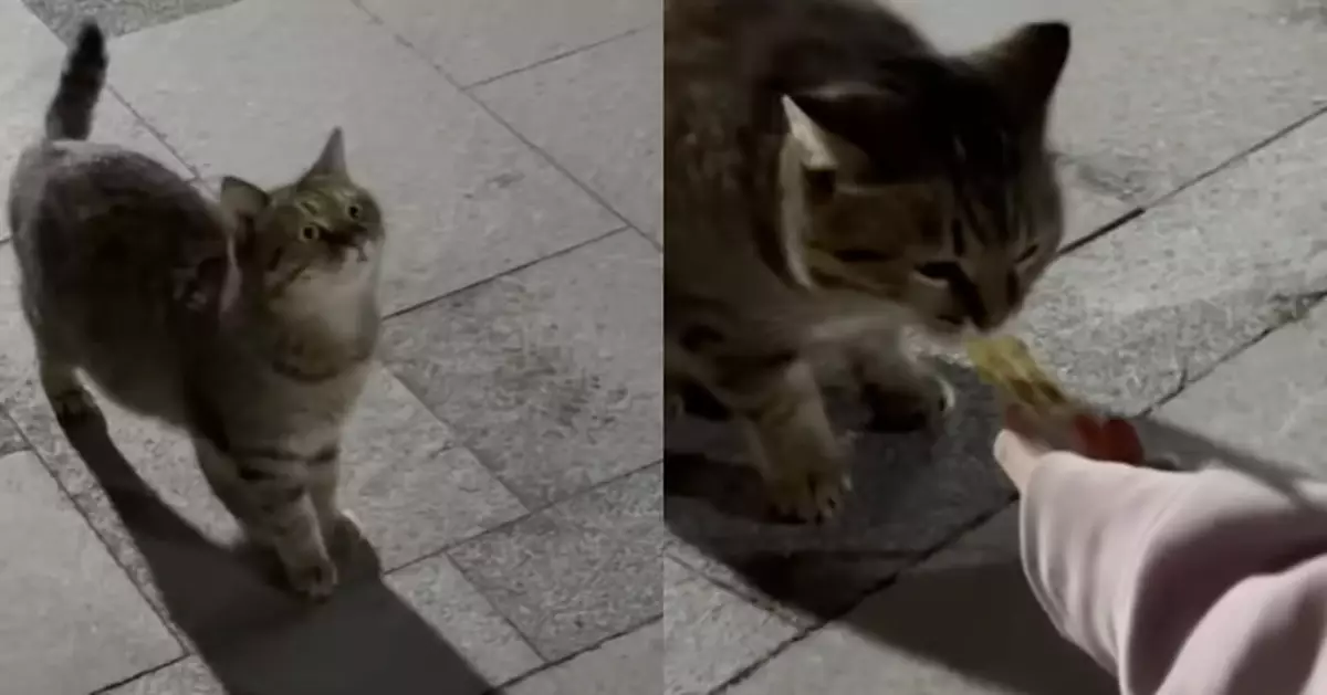 流浪貓為討飯講出超標準人話 發音清晰嚇呆女子：要會外語才有飯吃？