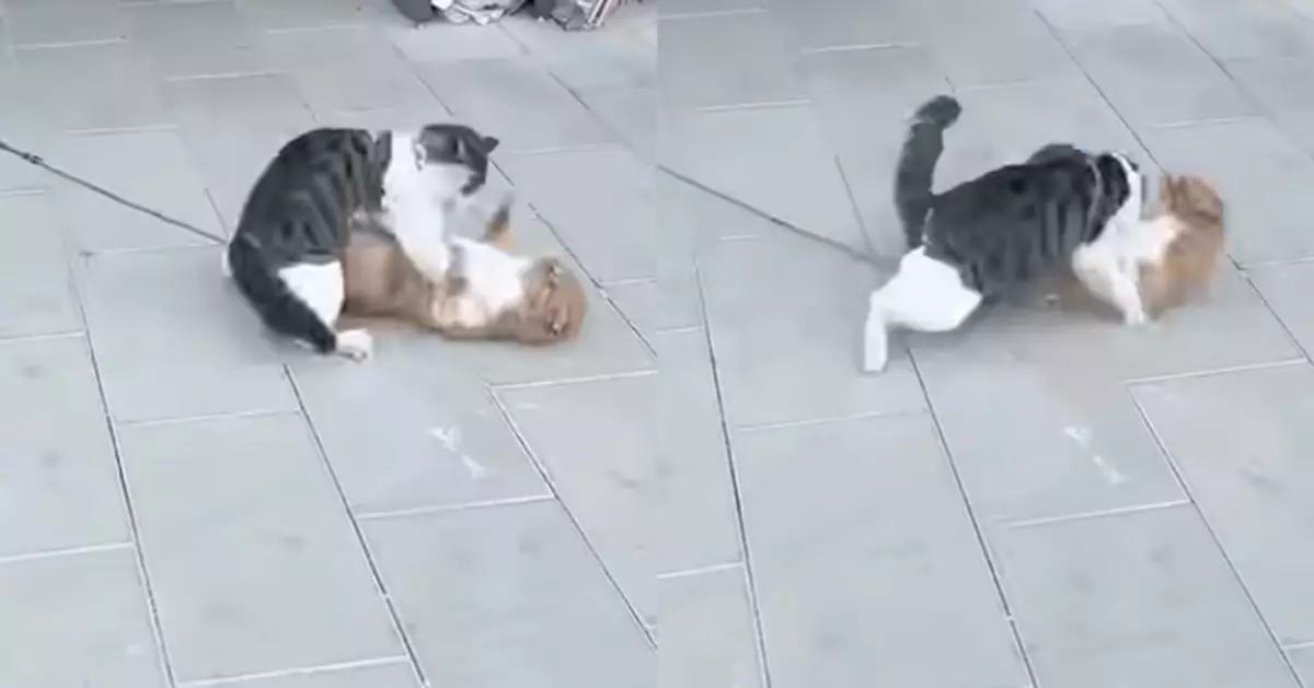 納悶「貓為什麼要栓繩」 目睹流浪貓靠近那一刻瞬間醒悟：兇喵巡視中