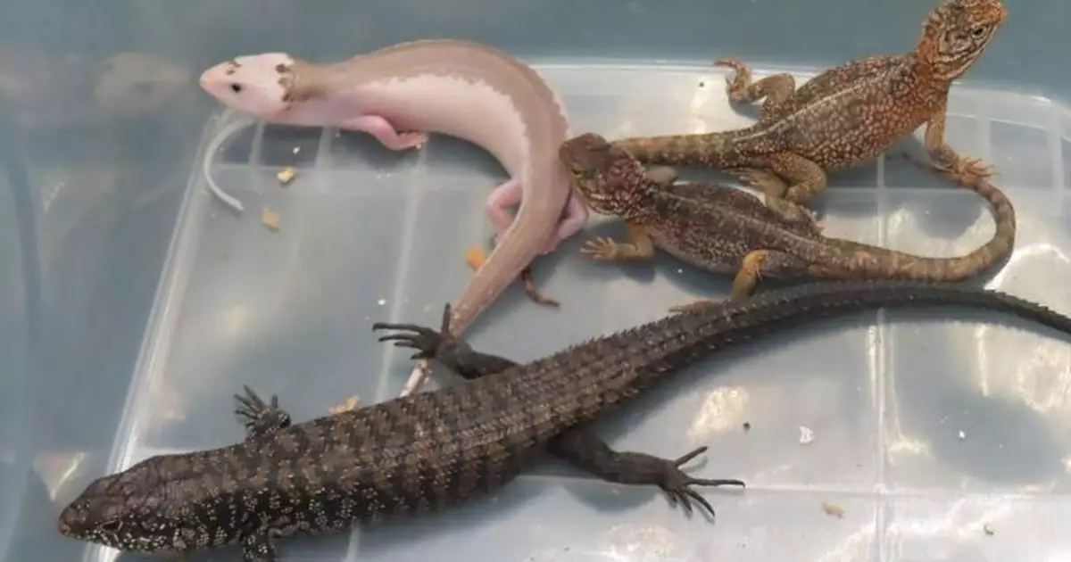 海關檢13隻疑屬瀕危活蜥蝪　市值逾9萬元