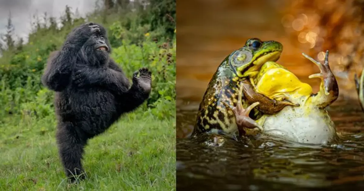 2025搞笑野生動物攝影出爐 功夫大猩猩「飛踢」奪總冠 2青蛙扭打獲2殊榮