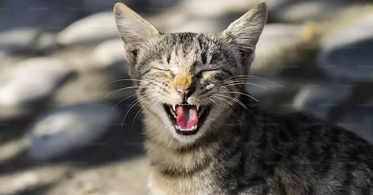 貓仔識「揀性別」喵？土耳其研究揭：對男主人叫得更頻密