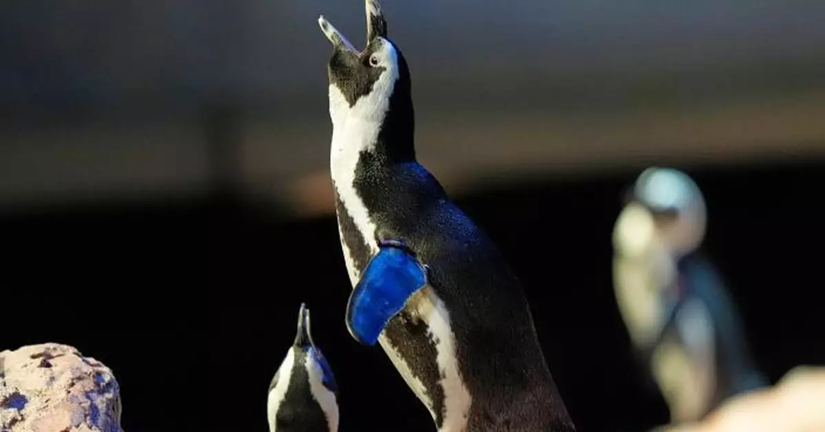 「極危」警報！非洲企鵝數量30年銳減80%，研究：2035年恐野外滅絕