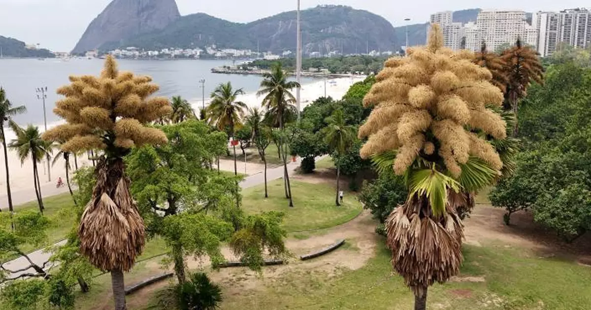 60年等待一次盛放！巴西里約貝葉棕開花 民眾爭睹自然奇觀