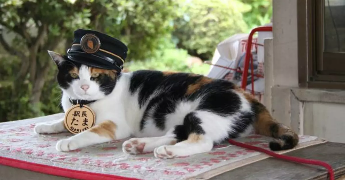 療癒貴志川線10年　二代貓站長Nitama離世　車站社葬湧入500追思人潮