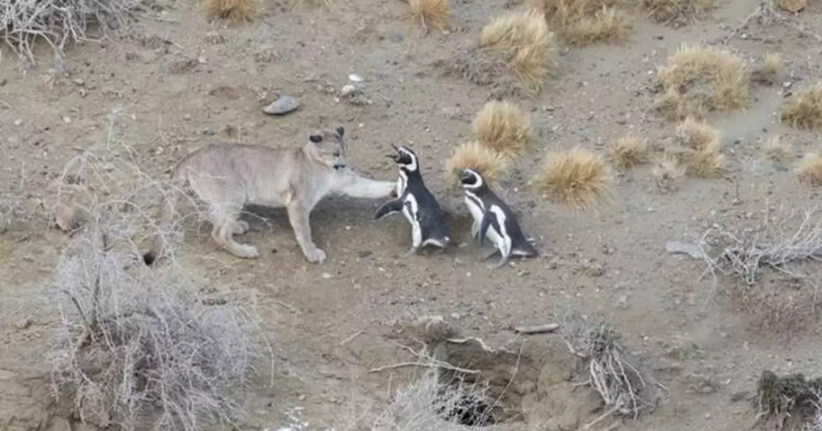 美洲獅強勢回歸巴塔哥尼亞！密度創歷史新高 卻盯上「新菜單」：麥哲倫企鵝
