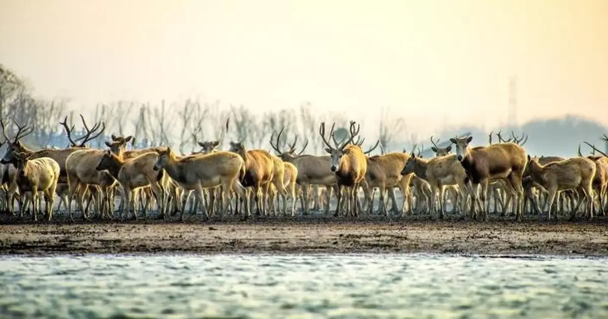「四不像」重生傳奇！麋鹿從本土滅絕到1.5萬頭復育 中國完成全球最大野生種群保育