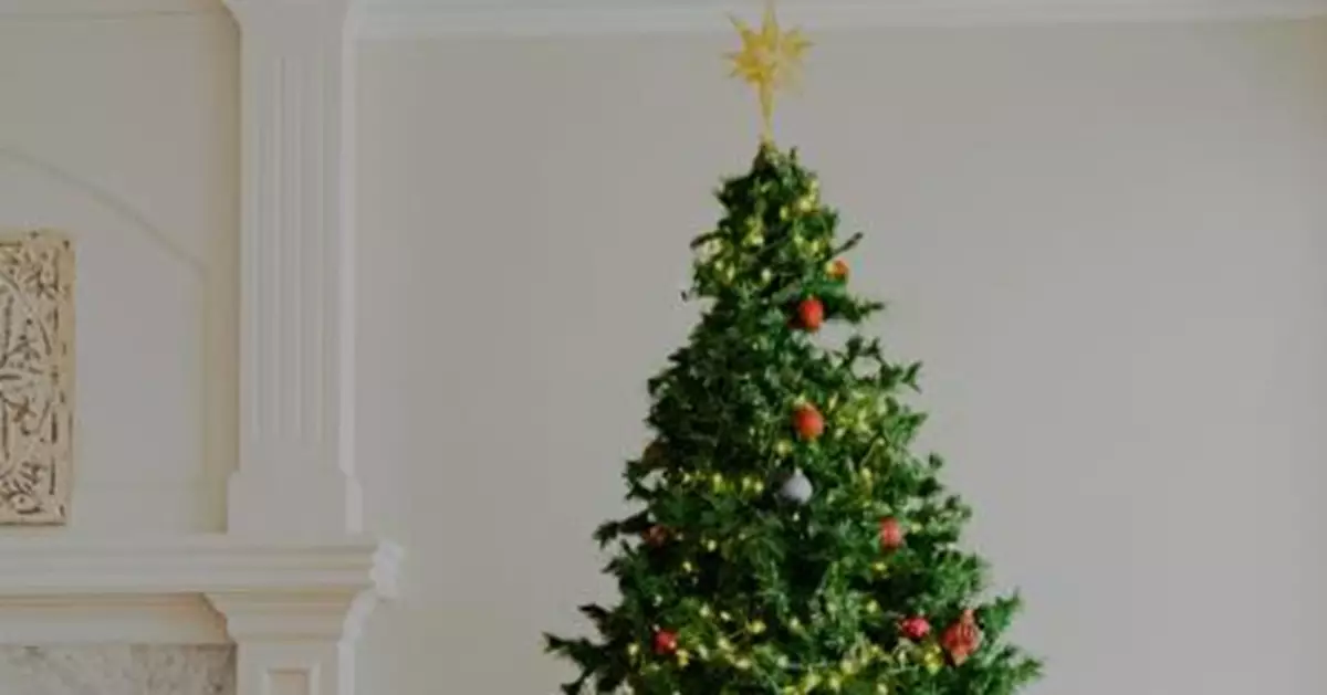 全球暖化＋需求暴增！歐洲聖誕樹陷「瘦身潮」 短缺危機讓傳統冷杉「變瘦」搶市