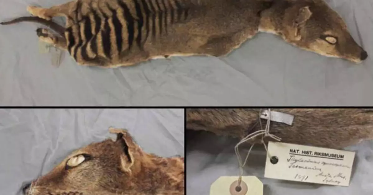 古生物學大突破！科學家首度從滅絕袋狼提取RNA 開啟物種復活科學新頁