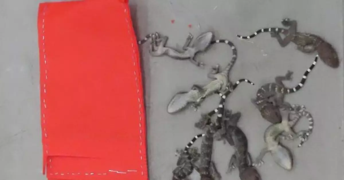 海關從印尼空運到港貨物檢獲34隻瀕危物種活蜥蝪