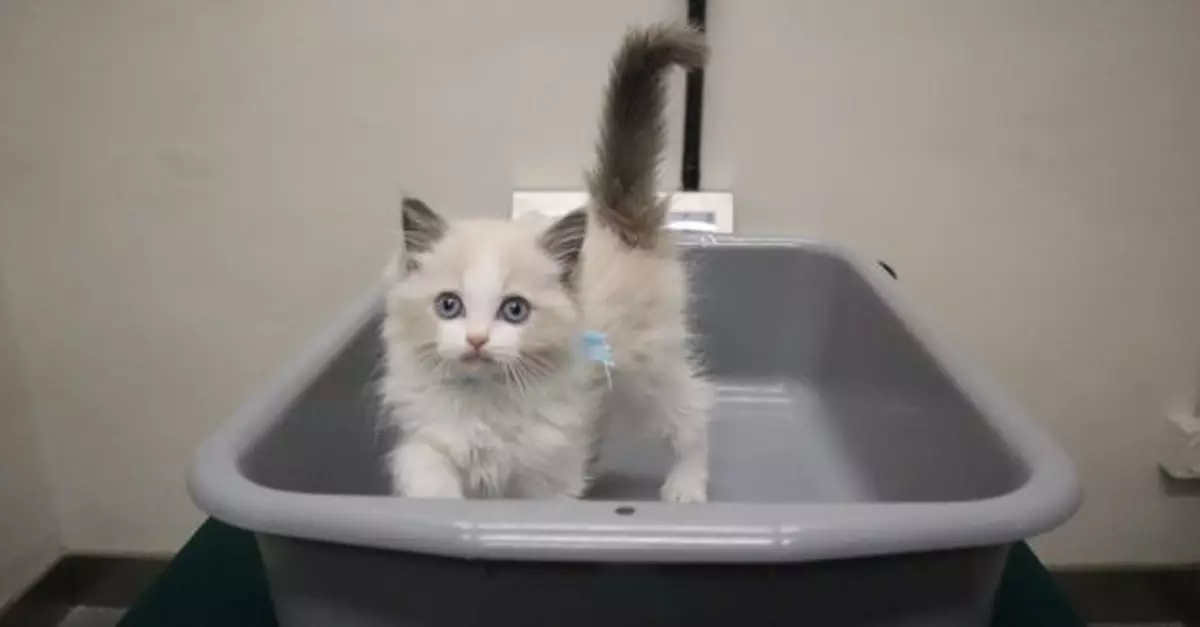 海關於文錦渡管制站檢獲懷疑非法進口幼貓　市值約1000元