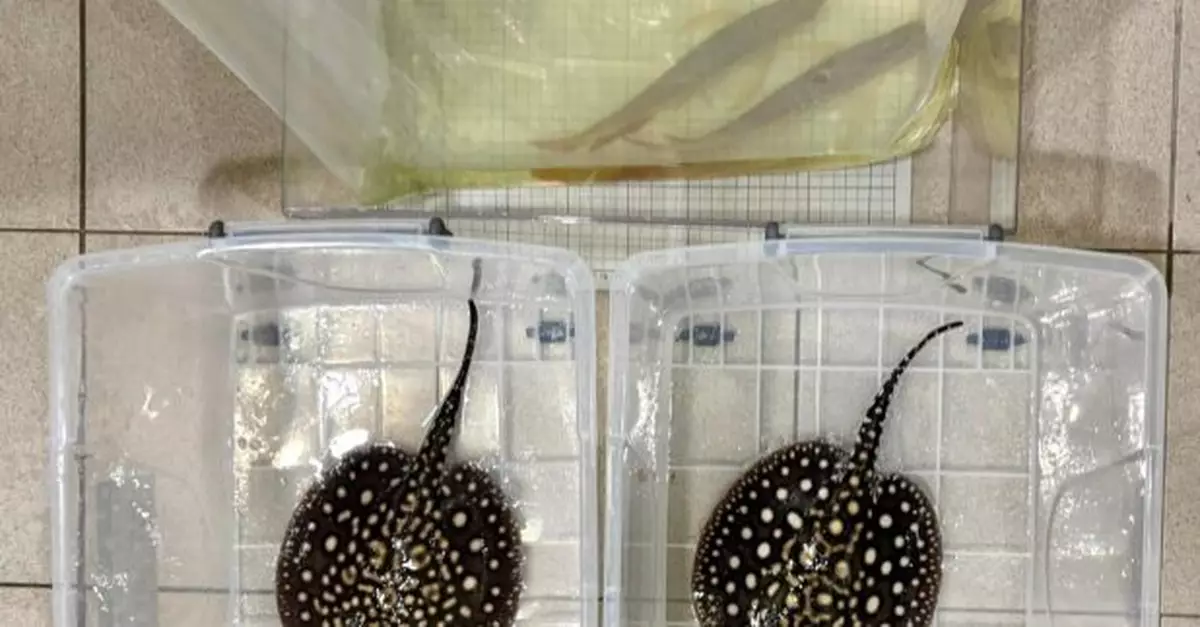 海關檢獲4條懷疑受管制屬瀕危物種活體龍吐珠及活體江魟