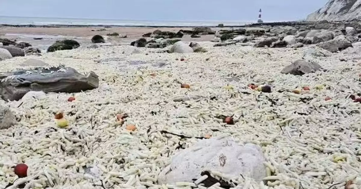 貨船貨櫃墮海薯條遭沖上岸 英海灘現76CM高「黃金地毯」恐危及動物