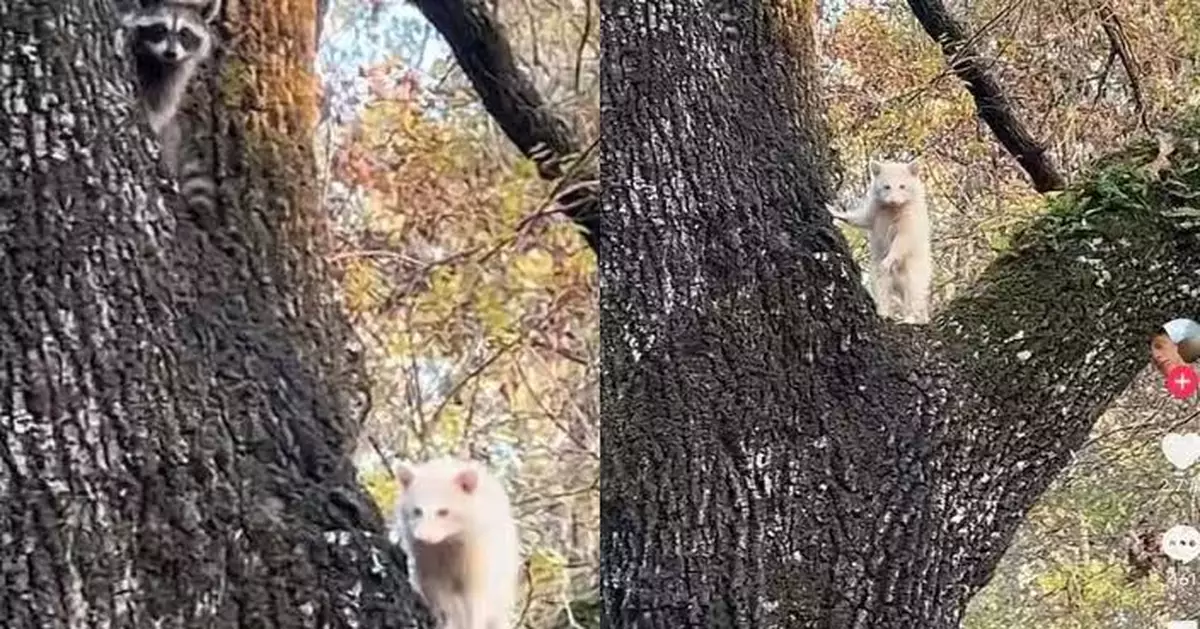 野外出現機率僅75萬分之一 美漢回家途中偶遇白化浣熊驚呼：彷彿精靈出沒