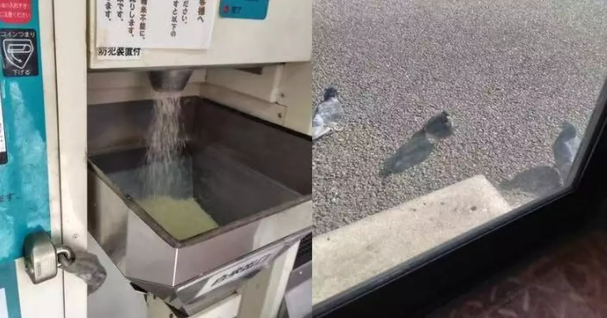 投幣碾米機變鳥類「補給站」 日人處理糙米遭3鴿「堵門」等開餐