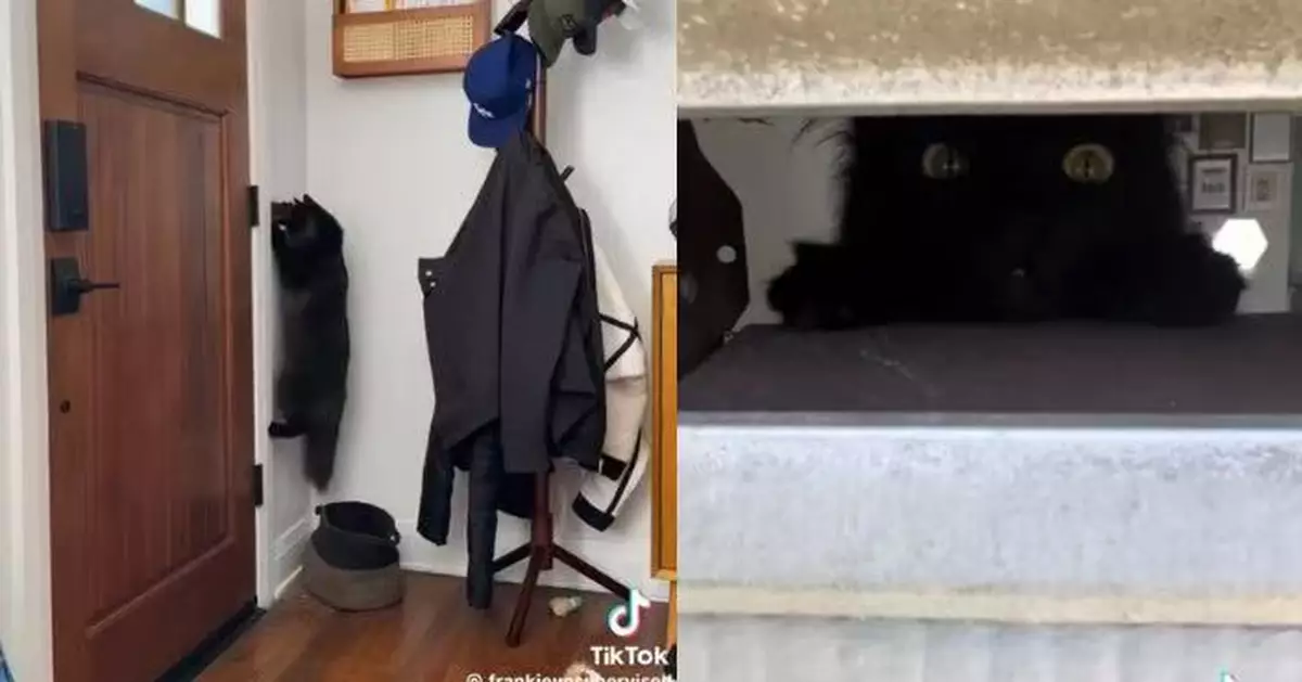 美郵差上門投遞信件遭黑貓「出手攔截」屢失敗 飼主無奈寫信致歉