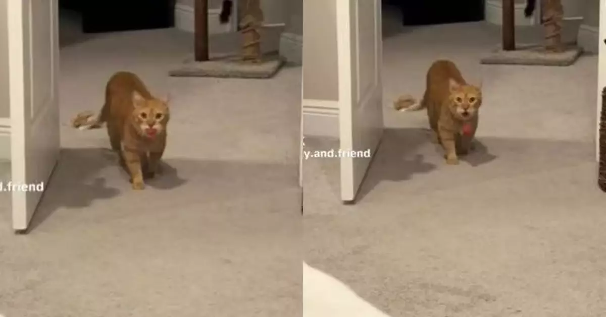 叼球入房撞正飼主拍片 橘貓嚇到定格張大嘴 尷尬神情惹爆笑