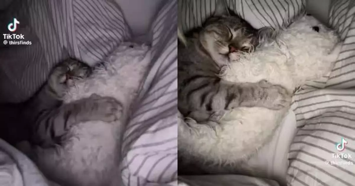 毛茸茸「不速之客」闖被窩 女飼主見愛貓緊抱泰迪熊公仔熟睡被萌翻