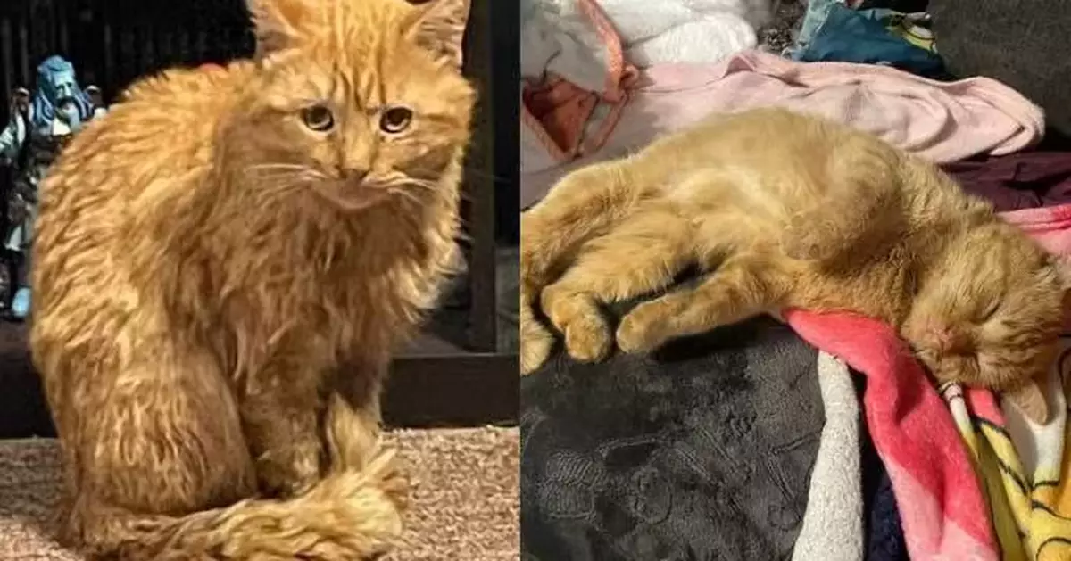 暴風雪夜登門「喵喵叫」求救 凍僵橘貓獲善心夫婦收留入屋秒酣睡