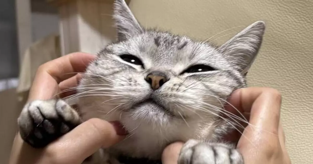 享受飼主女兒貼心按摩 貓貓露前所未有幸福愉悅神情萌翻網民