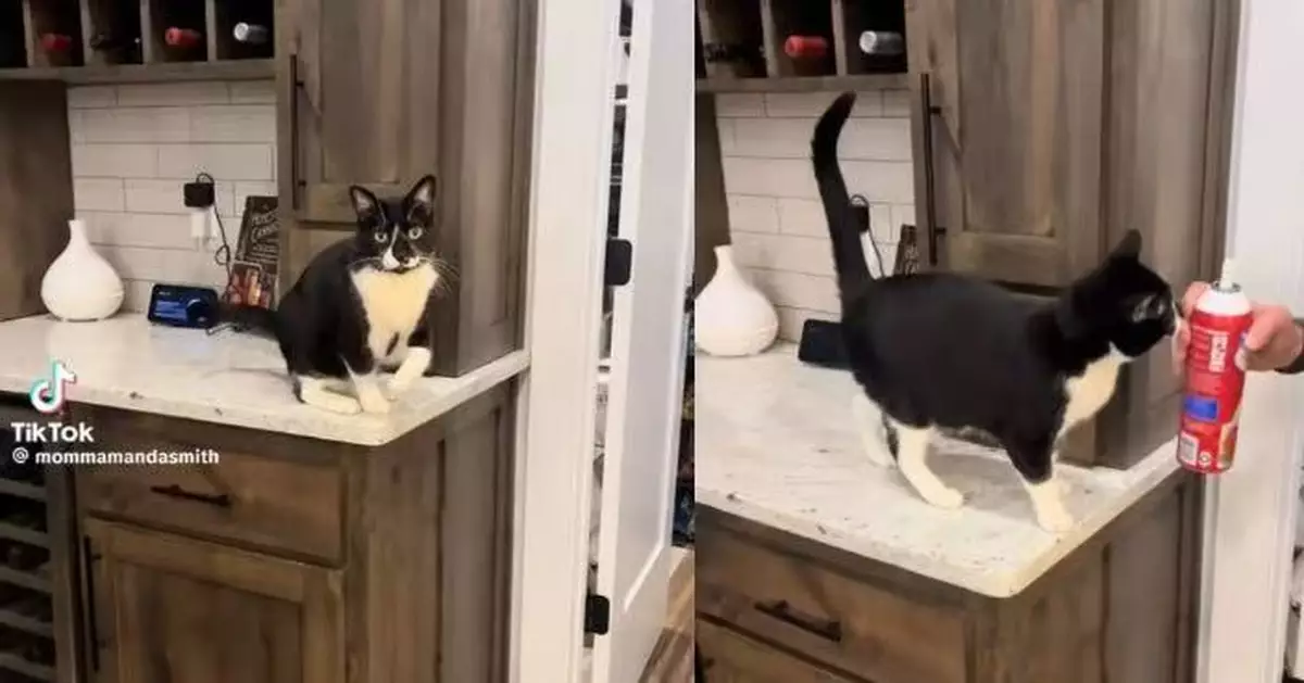 為食鮮忌廉使「苦肉計」 賓士貓扮跛腳博同情 見飼主拿來秒痊癒