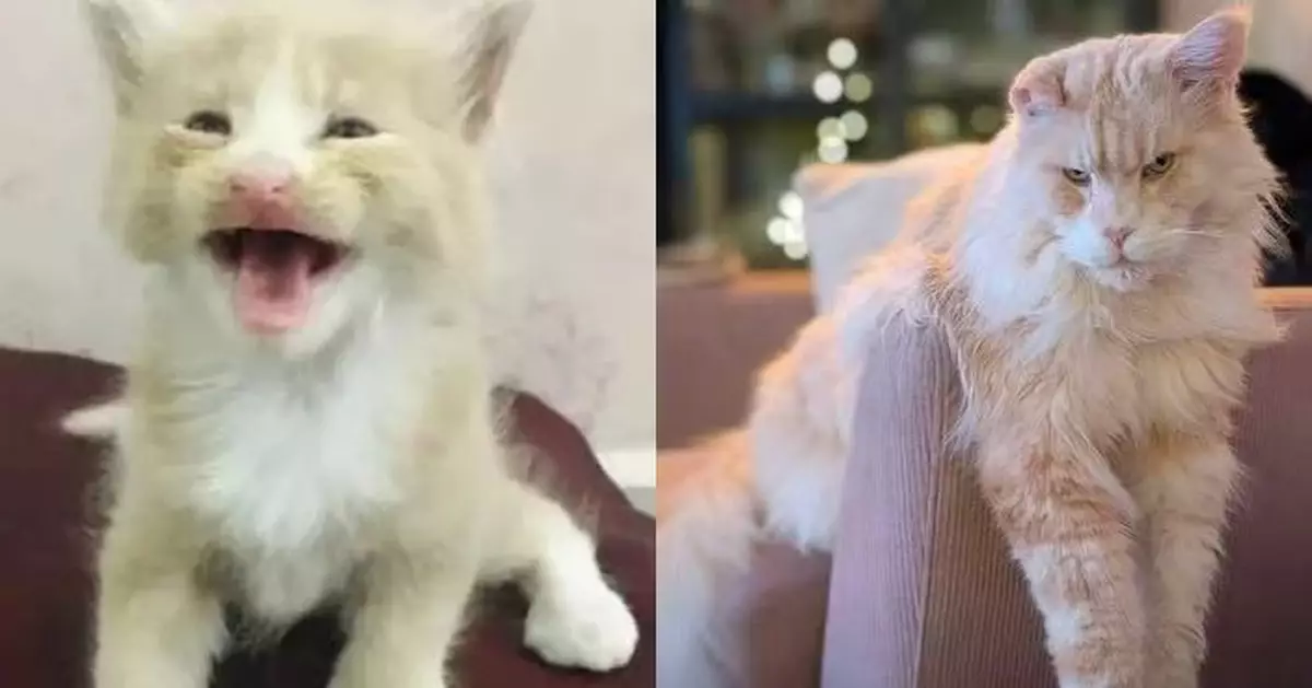 3歲體重近10KG！巴掌大奶貓暴風長成體型龐大緬因貓 巨大反差震驚飼主