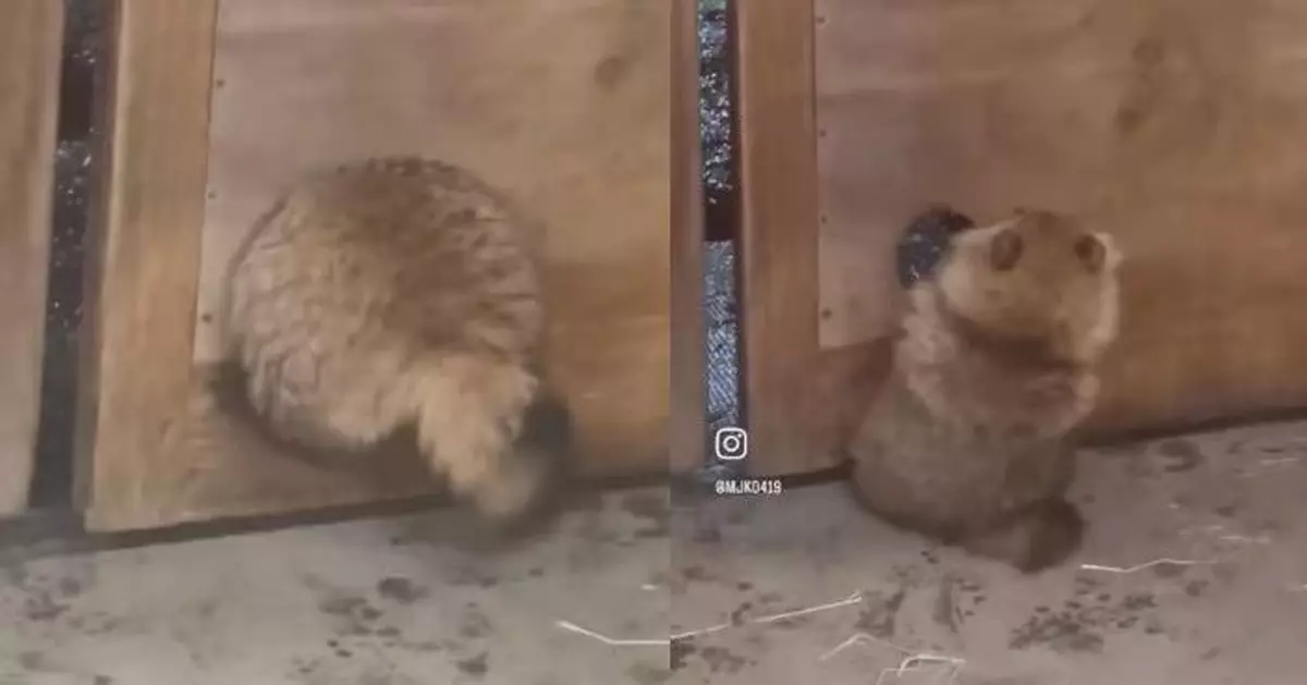 嚴寒天闖馬廄取暖被抓包 日小狸貓驚慌鑽洞逃生卻因屁股圓潤被卡住