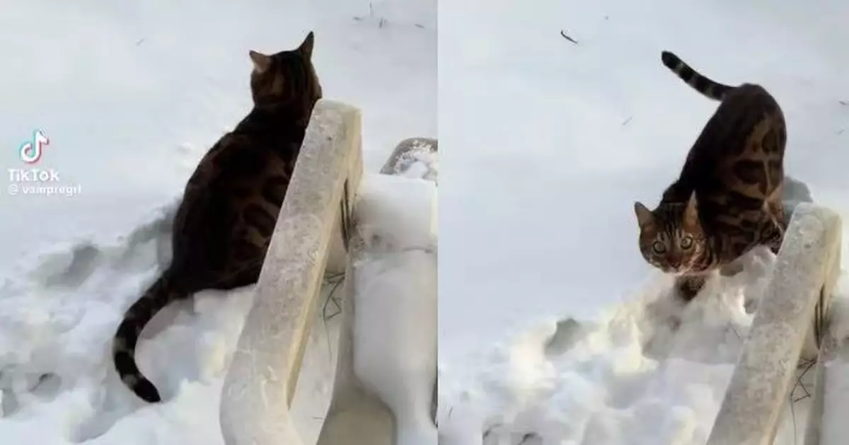 孟加拉貓雪地小便現「粉紅色尿液」 飼主嚇壞以為尿血險花數千蚊睇急症