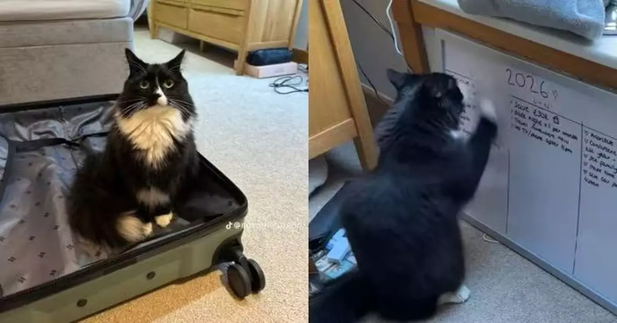 飼主寫新年計劃疑遭「否決」？ 見愛貓白板前揮爪擦除哭笑不得
