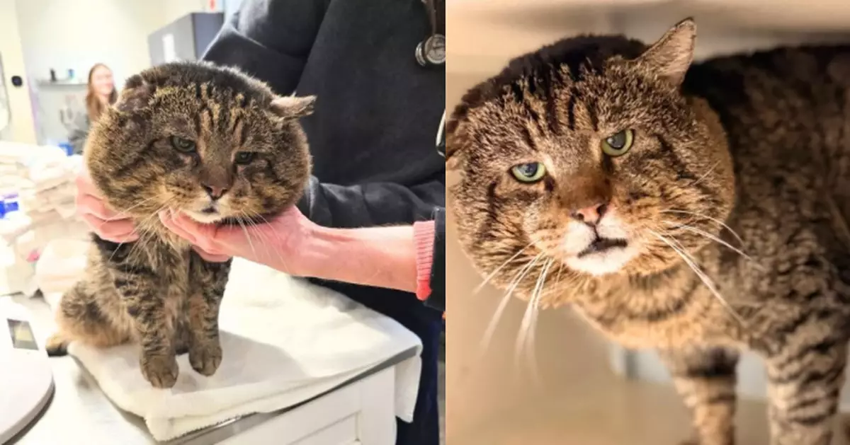 霸氣流浪貓獲救援團隊營救 臉頰肥厚配厭世神情氣場強大似「黑道老大」