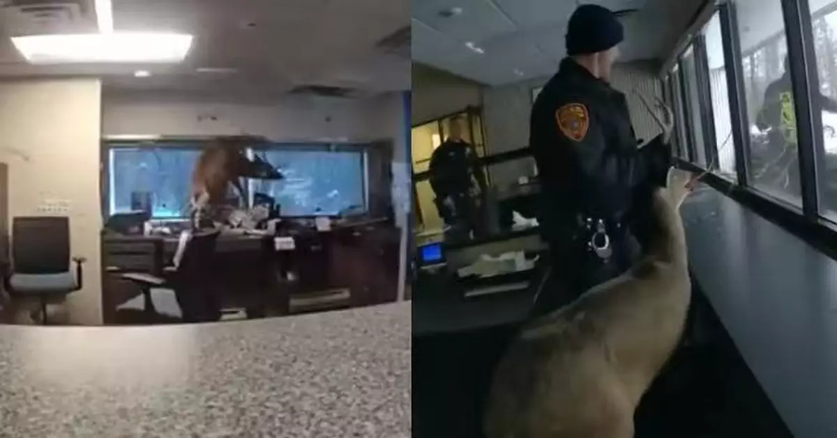 紐約銀行警報狂響疑發生劫案 警員到場驚見疑犯竟係「牠」混亂場面曝光