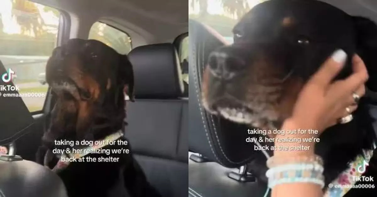 外出遊玩後需返收容所 黑色羅威那犬搭車露失落眼神惹人憐