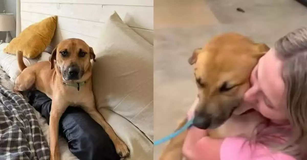 擔任寄養家庭照顧收容所狗狗 美夫婦照顧1周後送返即反悔決定正式收養