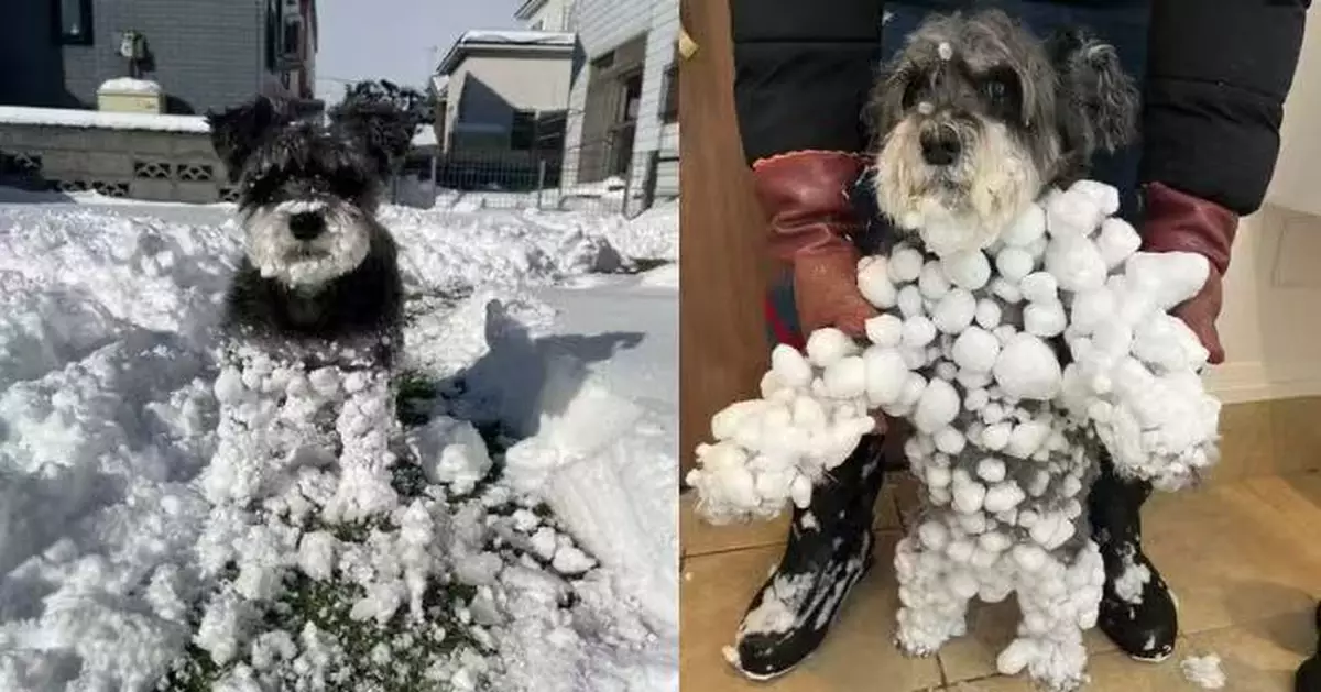 雪天堅持外出玩耍 雪納瑞犬全身沾滿雪球化身冬季限定「雪球狗」