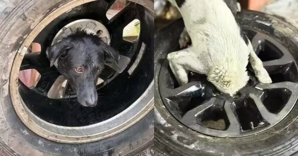 貪嘴狗為撿肉丸鑽入輪胎輪圈卡住動彈不得 救援人員切割鋁圈助脫困
